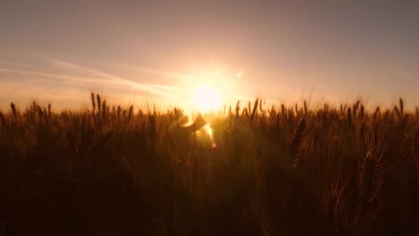 Campo de trigo maduro en rayos de una hermosa puesta de sol — Vídeos de Stock