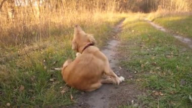 Av köpeği yolda otururken kulağını çizikler.