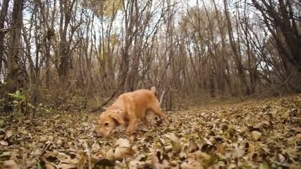 Mooie hond op gele bladeren in de herfst park wordt uitgevoerd — Stockvideo