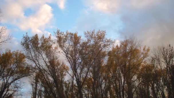En el parque de otoño árboles altos con hojas amarillentas contra un cielo azul con nubes blancas — Vídeos de Stock