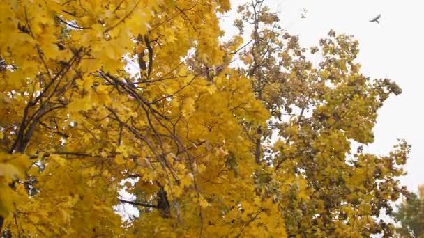 Осенние желтые кленовые деревья в парке. Желтые листья летают с деревьев в лесу. Медленное движение . — стоковое видео