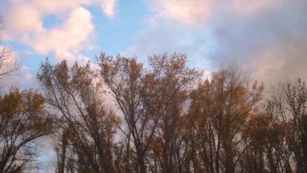 Autumn trees against sky. — Stock Video