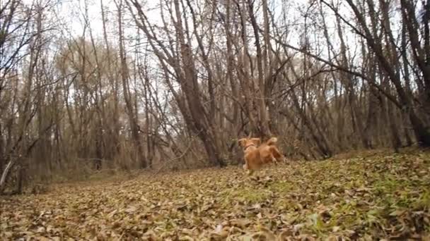 Anjing cantik berjalan di taman musim gugur pada daun kuning — Stok Video