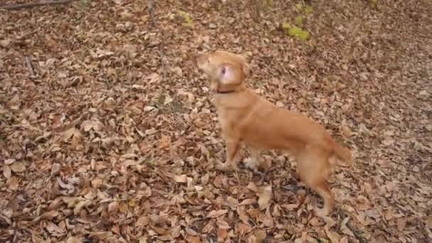Perro de caza se encuentra en el sendero en el bosque de otoño y mueve la cola . — Vídeos de Stock