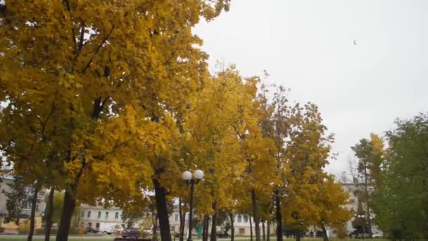Parque de la ciudad de otoño. Hojas de otoño del arce amarillento. Movimiento lento . — Vídeo de stock