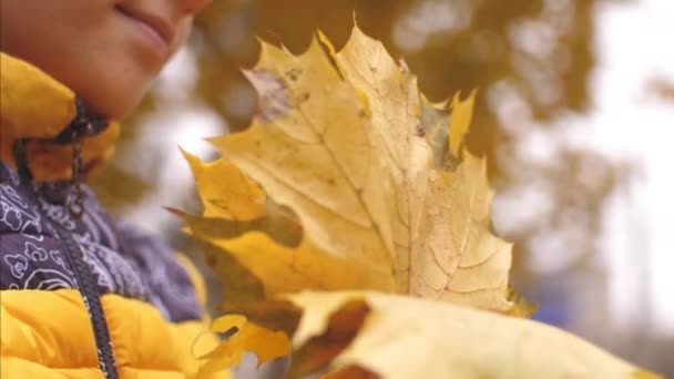 Niña sosteniendo en las manos hojas de arce en el parque de otoño. Movimiento lento . — Vídeos de Stock