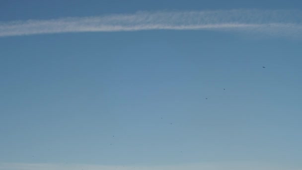 Alto en el cielo azul vuelan las aves — Vídeos de Stock