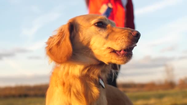 Chien assis à côté de son propriétaire en laisse . — Video