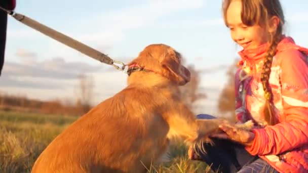 Meisje is het aaien van honden hand, hond geeft poot aan meisje — Stockvideo