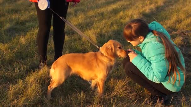 Adolescente chica pide pata de perro y golpes perro cabeza. paseo en familia en otoño en el parque con un perro — Vídeos de Stock
