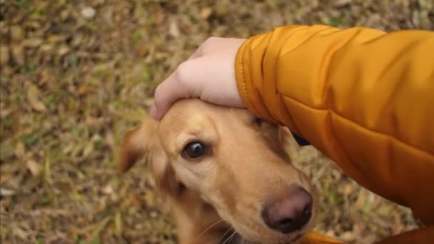 Propietario está acariciando perro en la cabeza . — Vídeos de Stock