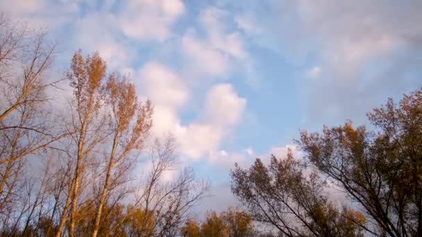 Árvores de outono contra céu . — Vídeo de Stock