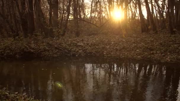 Quiet creek in the autumn forest in the rays of the sunset — Stock Video