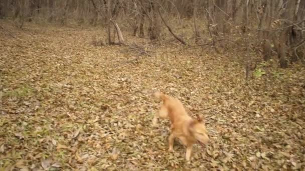 Девочка-подросток гуляет с собакой в осеннем лесу. Медленное движение , — стоковое видео