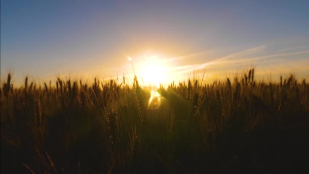 Ripe wheat ears in sunlit, slow motion photography — Stock Video