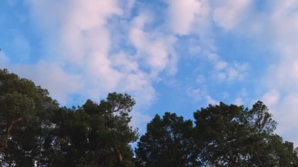 Nuvens brancas voam rapidamente sobre o céu acima da floresta — Vídeo de Stock