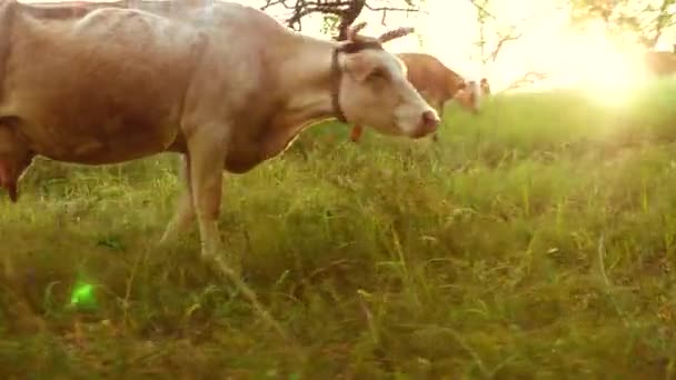 La vaca come hierba en el pasto en la puesta del sol brillante. El ganado come hierba en la granja. Reproducción de ganado — Vídeo de stock