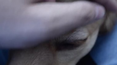 Sahibi köpek kafasına okşayarak.