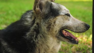 Çoban köpeği derinden, dilini parkta çim üzerinde yalan ısı çekerek nefes alır.