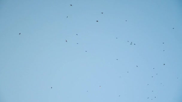 Bandada de aves volando y dando vueltas en el cielo azul claro . — Vídeos de Stock