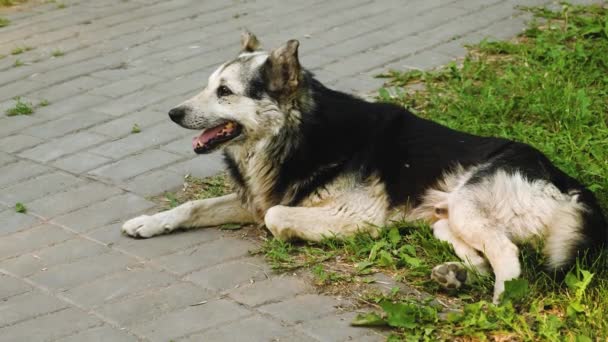 Vallhund andas djupt, att dra ut tungan från värmen liggande på gräset i parken. — Stockvideo