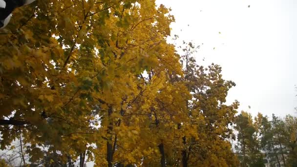 Осіннє жовте листя падає з кленових гілок на вітрі в осінньому парку. Повільний рух . — стокове відео