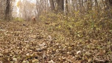 Güzel av köpeği kuru yapraklar sonbaharda Park çalışır. Ağır çekim