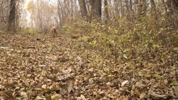 美丽的猎狗在秋季公园的干树叶上奔跑。慢动作 — 图库视频影像