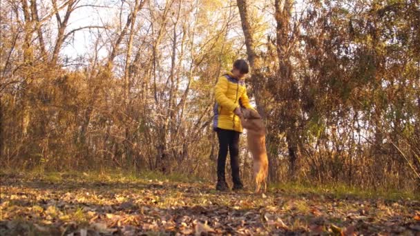 Dziewczyna gra i tańczy z psem w jesieni Park. piękna dziewczyna spaceru z psem po lesie — Wideo stockowe