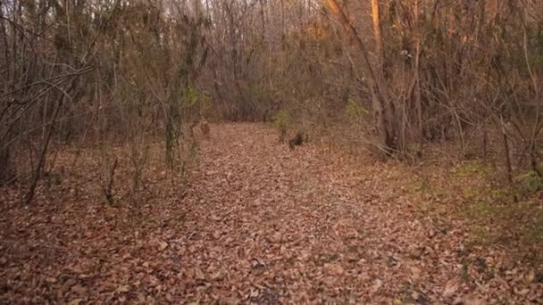 Όμορφο κυνηγετικό σκυλί τρέχει ιδιοκτήτη στα ξηρά φύλλα στο δάσος το φθινόπωρο. Αργή κίνηση — Αρχείο Βίντεο