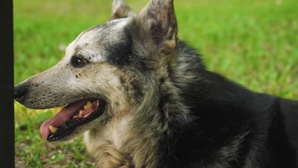 Shepherd dog leży na zielony trawnik i dom strażników. pies jest gorący, sterczały jej język i odetchnął głęboko — Wideo stockowe