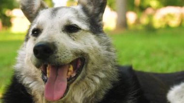 büyük köpek yeşil çimenlerin üzerinde yatıyor ve evin korur. büyük tüylü köpek yaz aylarında sıcak oldu. köpek onun dilini soktu ve derin nefes alır
