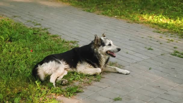 Stor vuxen hund vakter gården, ligger hund på en grön gräsmatta — Stockvideo