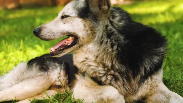 Yeşil çim üzerinde yalan büyük güzel köpek. köpek bahçeden koruyor — Stok video