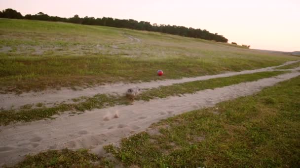 Perro corre alrededor de la arena y juega pelota . — Vídeos de Stock