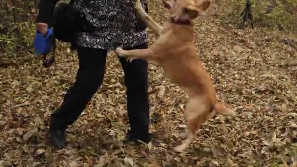 Wirtin mit Hund spielt im Herbstpark — Stockvideo