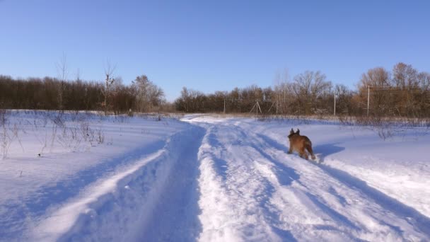 Собака бежит к девушке по заснеженной дороге в парке. Зимой девушка играет с собакой. Медленное движение . — стоковое видео