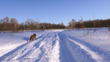 Güzel köpek beyaz kar üzerinde çalışır. Ağır çekim.