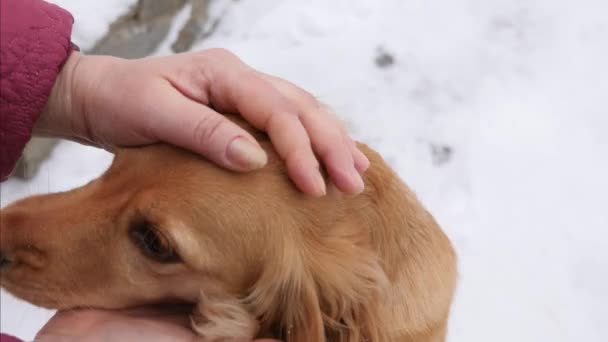 El dueño de acariciar perro en la calle en invierno, perro da pata al dueño, la nieve cae . — Vídeo de stock