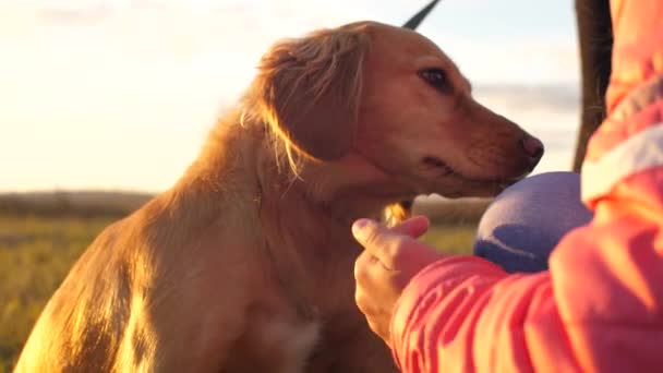 Playing with dog in autumn park on meadow. dog gives paw to the child. — Stock Video