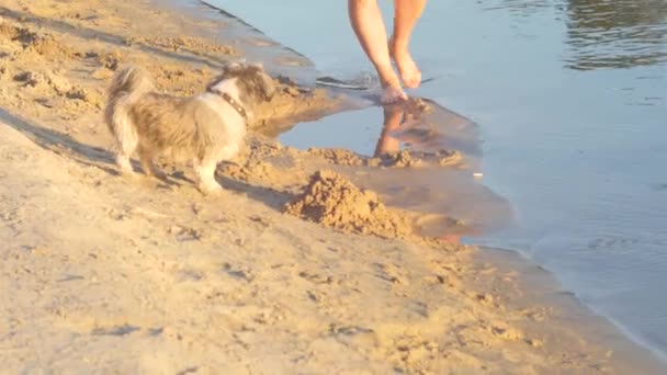 Perro en collar corre a lo largo de la playa. Movimiento lento . — Vídeo de stock