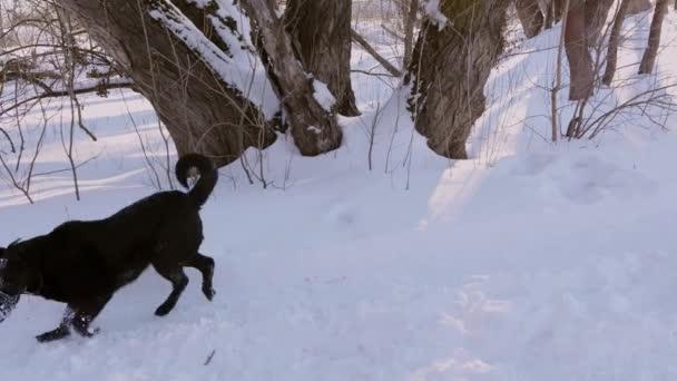 Musta paimen kuonossa kävelee valkoisella lumella. Talvipakkaspäivänä koira kulkee lumen läpi. . — kuvapankkivideo