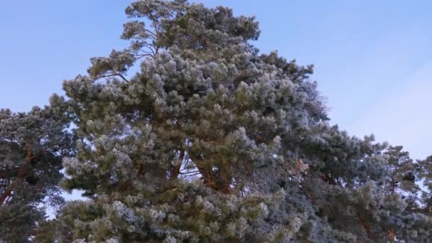 Pino alto en el bosque de invierno cubierto de hoarfrost blanco en helada dura contra el cielo azul — Vídeo de stock