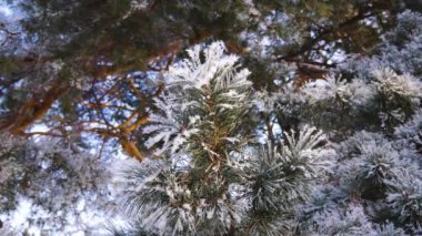 Kış park şiddetli Don. Yeşil Çam iğneleri hoarfrost ile kaplı. yakın çekim
