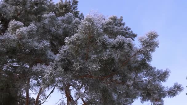 Fichtenzweige sind im Winterpark vor blauem Himmel mit Raureif bedeckt. — Stockvideo