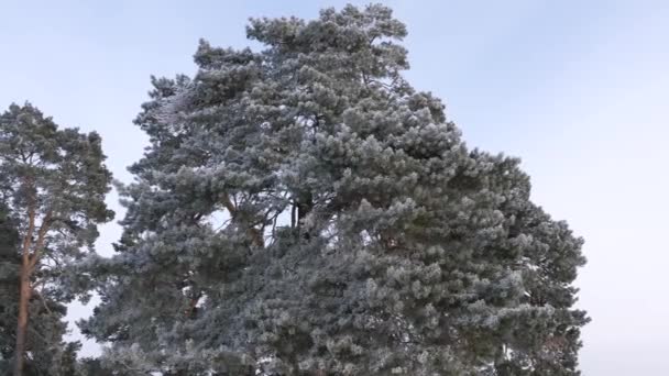 Vackra tall i Vinterparken täckt med vit rimfrost i hård frost mot den blå himlen — Stockvideo