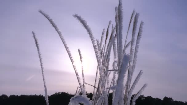 En invierno, la hierba seca está cubierta de heladas blancas. Primer plano. amanecer sobre el bosque de invierno . — Vídeos de Stock