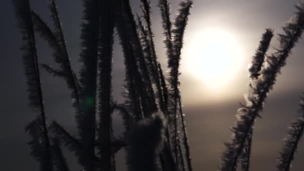 Vintertid, torrt gräs är täckt med vit rimfrost och isflak glittra i solen. närbild — Stockvideo