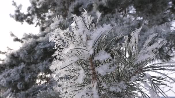 绿色的松树针, 覆盖着美丽的霜。特写。在冬季森林严重霜冻. — 图库视频影像