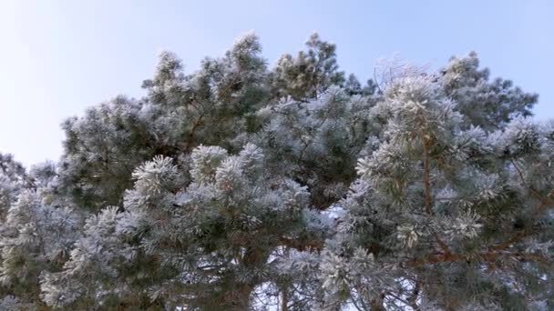 Hermoso pino en el parque de invierno, cubierto de heladas blancas en heladas duras contra el cielo azul — Vídeos de Stock